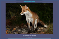 Fox of the Day. Click to enter