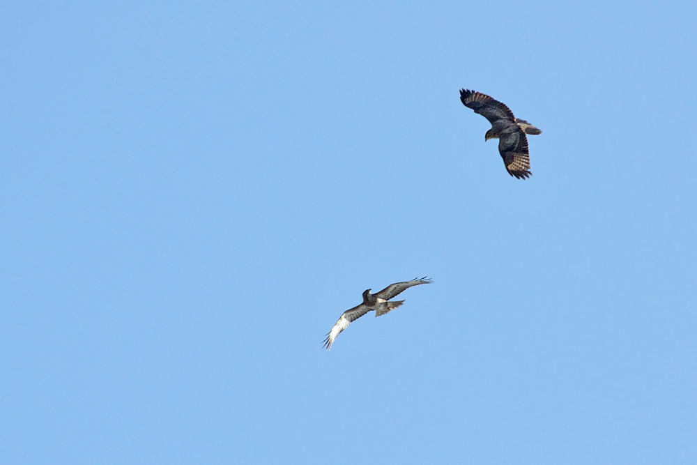 buzzard_0103105834.jpg