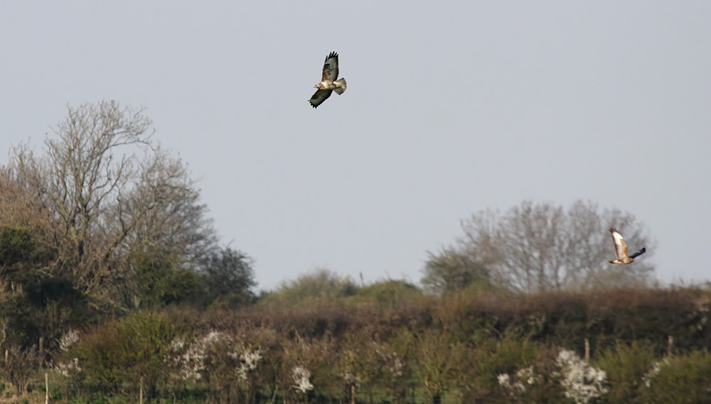 buzzard_1904104376.jpg