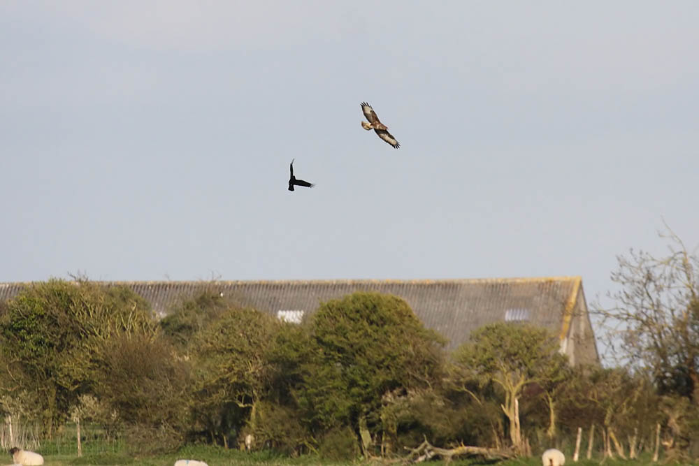 buzzard_2004104650.jpg