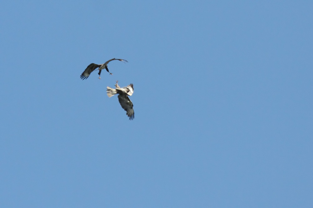 buzzard_2204105401.jpg