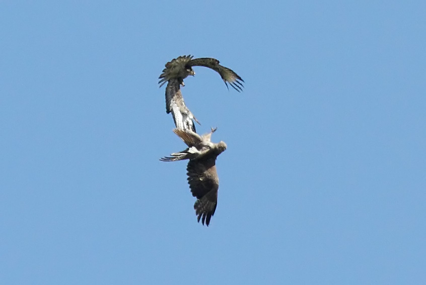 buzzard_2204105402.jpg