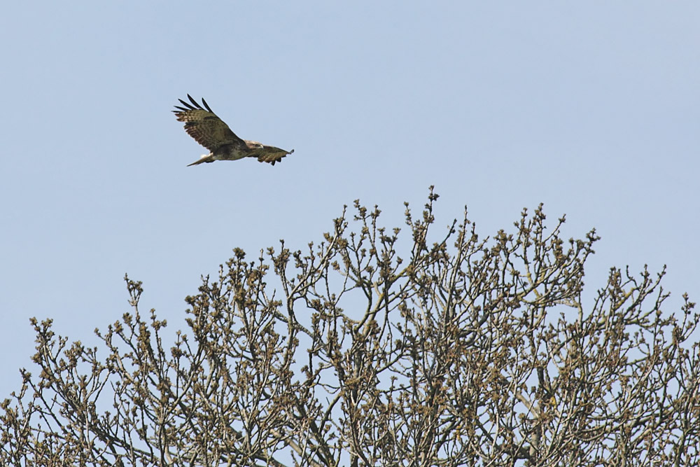 buzzard_2404105828.jpg