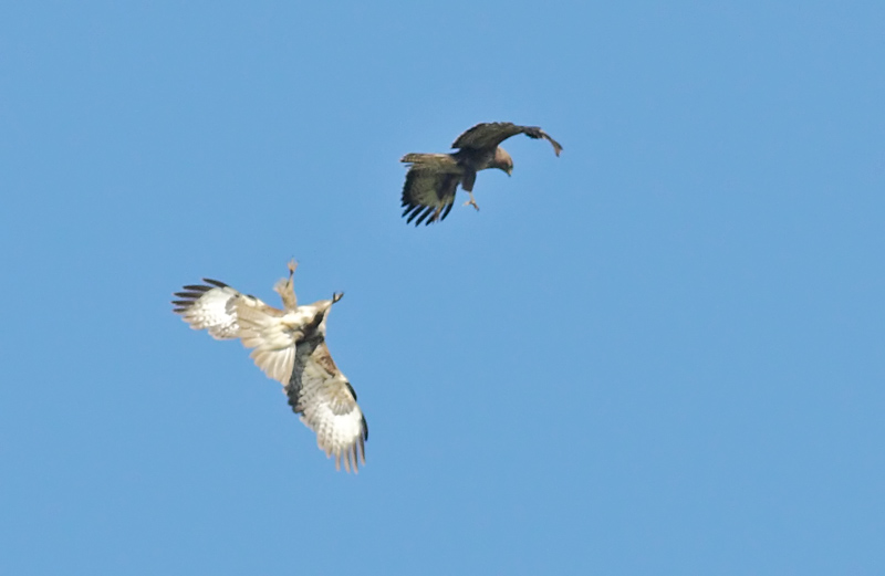 buzzard_2404106039.jpg