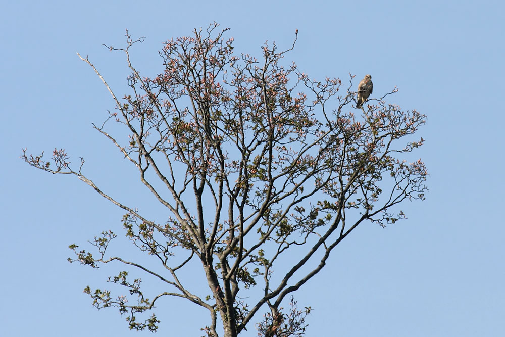 buzzard_2404106107.jpg