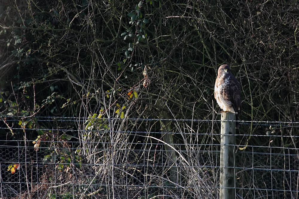buzzard_2512091338.jpg