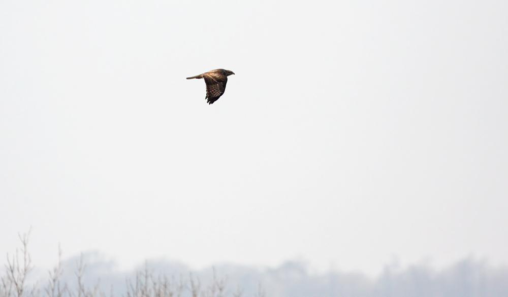 buzzard_2601101542.jpg