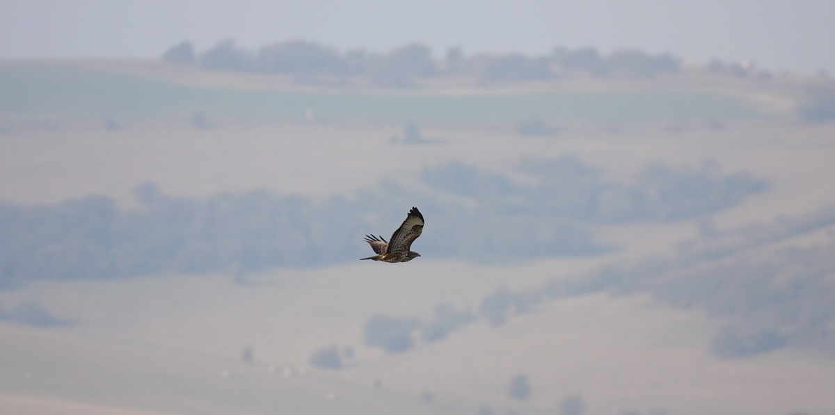 buzzard_2601101560.jpg
