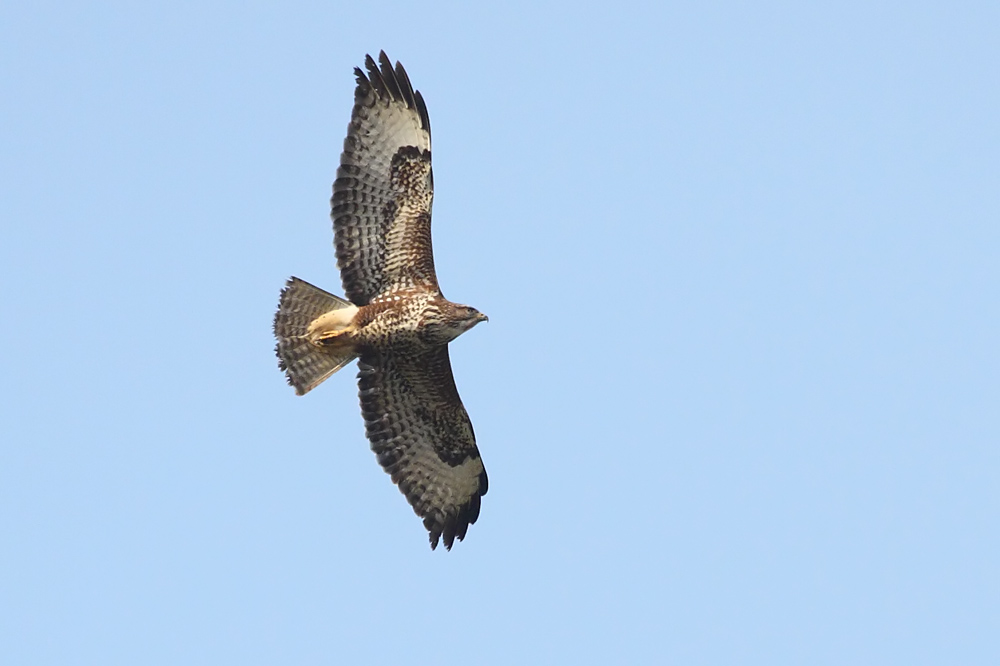 buzzard_2601101610.jpg