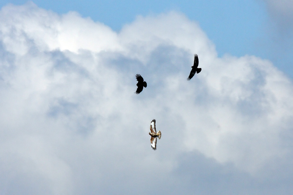 buzzard_crows_2904091787.jpg