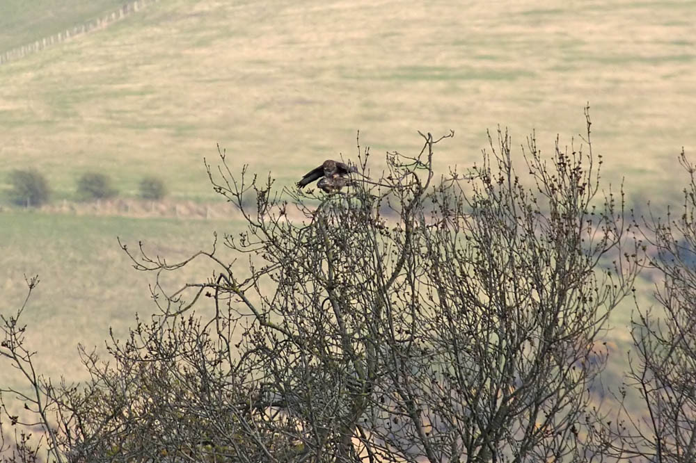 buzzard_mating_2004104689.jpg