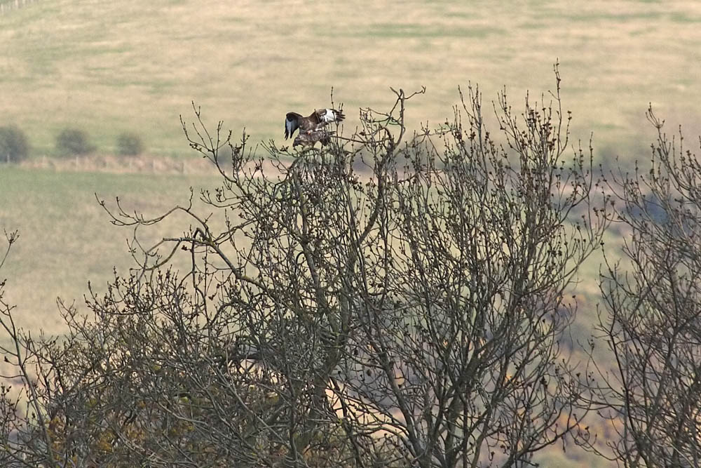 buzzard_mating_2004104690.jpg