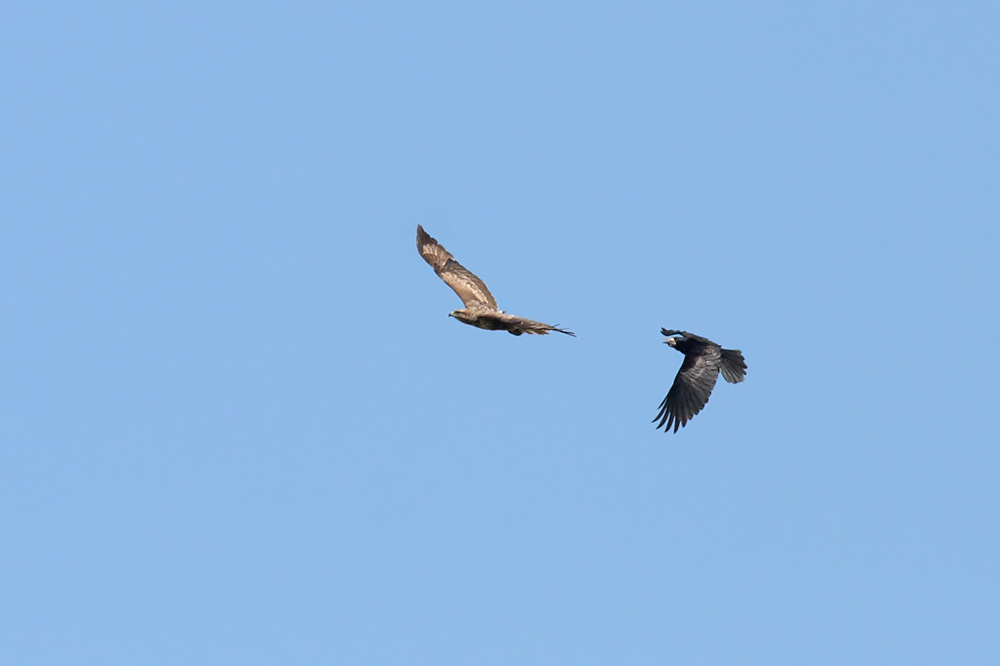 buzzard_rook_2404106081.jpg