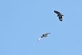 buzzard_0103105834