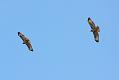 buzzard_0103105846