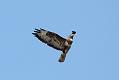 buzzard_0309090481