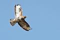 buzzard_0309090484