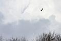 buzzard_0502102719