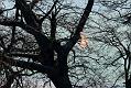 buzzard_1304102692