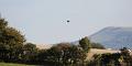 buzzard_1510097115