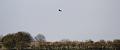 buzzard_1904104366