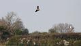 buzzard_1904104376