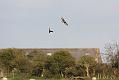 buzzard_2004104650