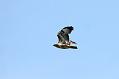 buzzard_2104105085