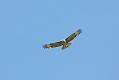 buzzard_2204105377
