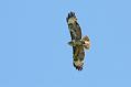 buzzard_2204105383
