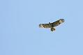 buzzard_2204105397