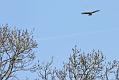 buzzard_2304105615