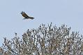 buzzard_2404105828