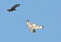 buzzard_2404106038