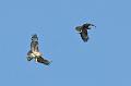 buzzard_2404106040