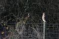 buzzard_2512091338
