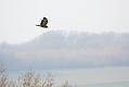 buzzard_2601101548