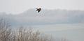 buzzard_2601101549