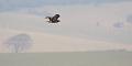 buzzard_2601101558