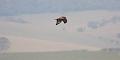buzzard_2601101559