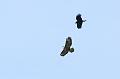 buzzard_crow_2404105820