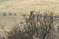 buzzard_mating_2004104679