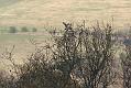 buzzard_mating_2004104695