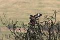 buzzard_mating_crop_2004104679