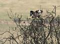 buzzard_mating_crop_2004104690
