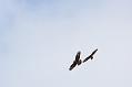 buzzards_1108098434