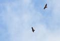buzzards_1108098436