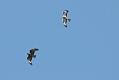 buzzards_1704103485