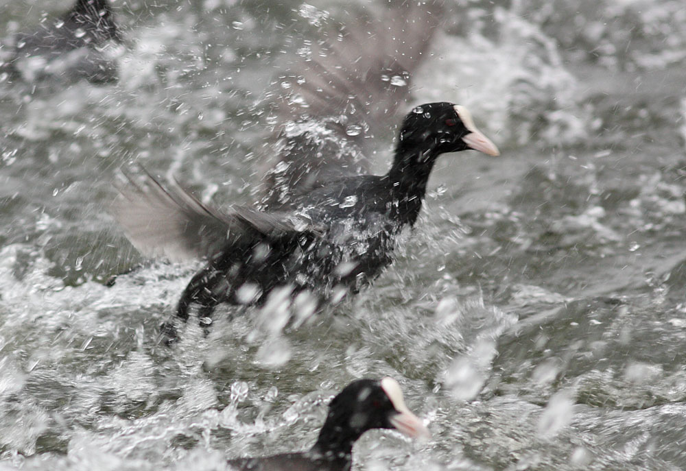 coots_1401117660.jpg
