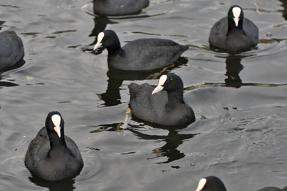 coots_1511108962.jpg